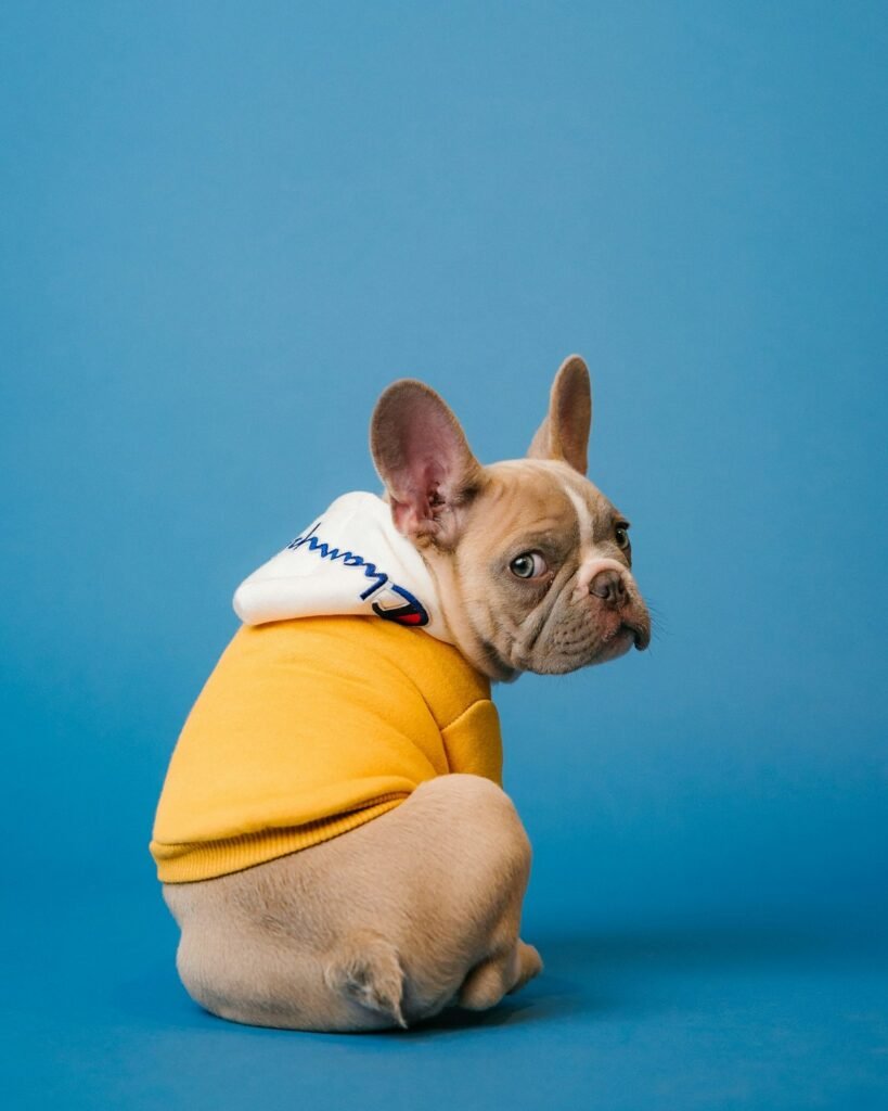 Pet Couture: The Intersection of High Fashion and Animal Companionship