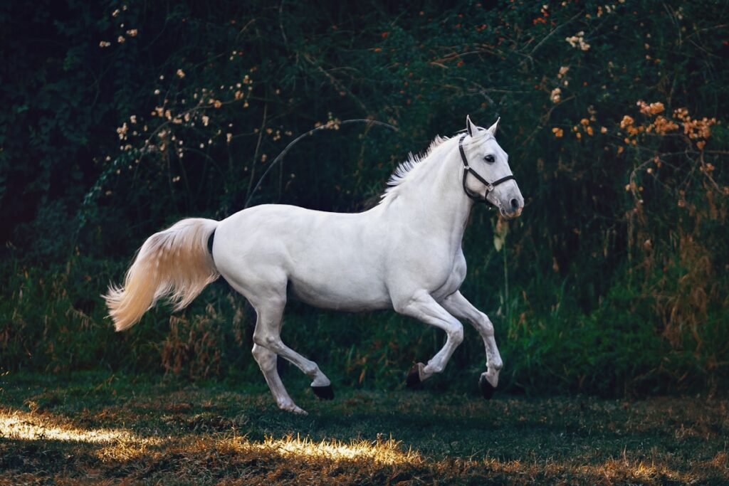 Equestrian Elegance: The Culture and Craft of High-End Horsemanship
