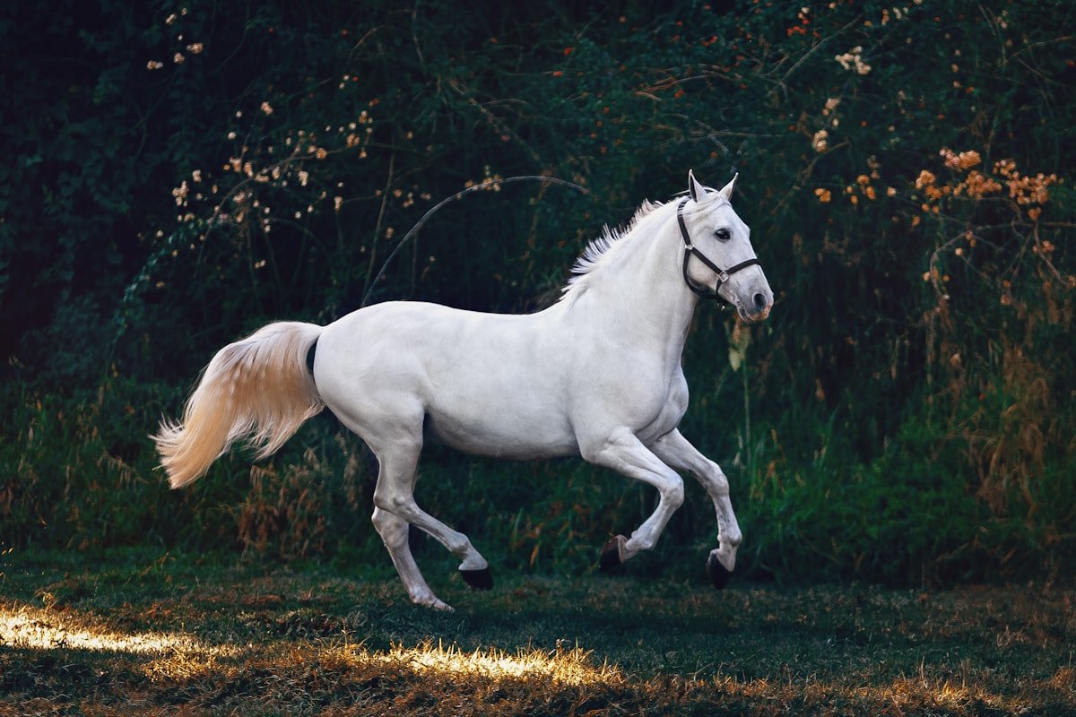 Equestrian Elegance: The Culture and Craft of High-End Horsemanship