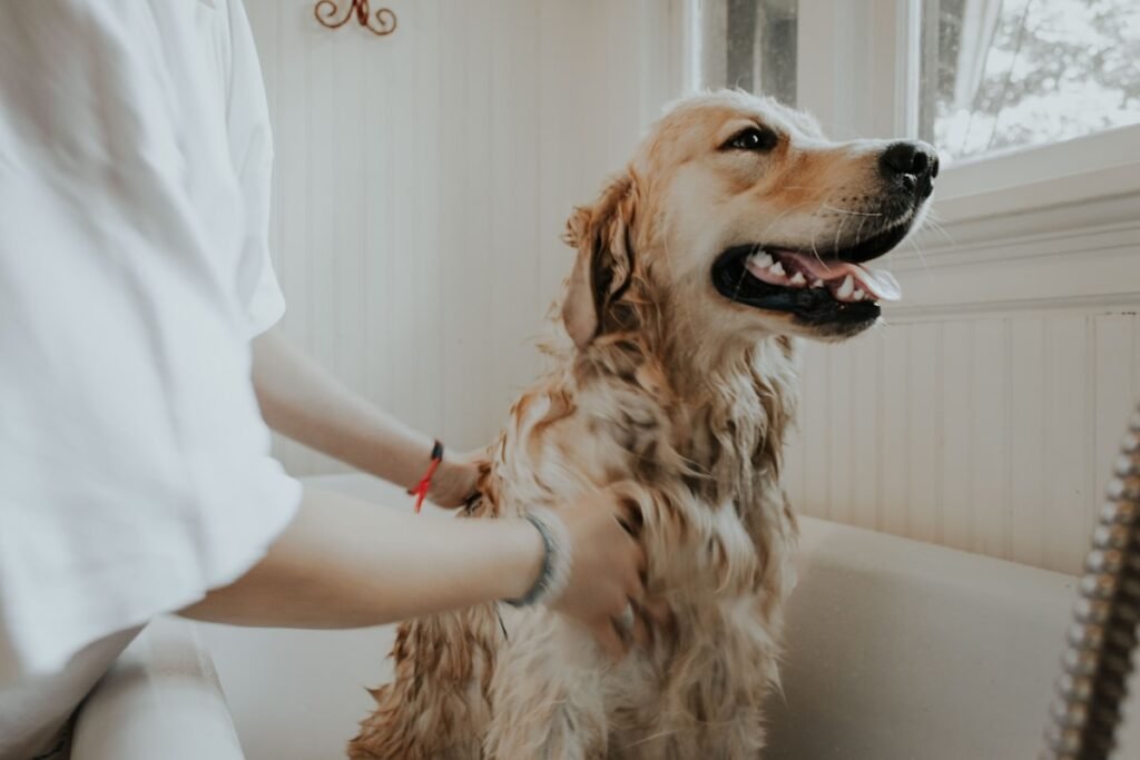 Grooming as an Art Form: The Rise of the Bespoke Canine Spa