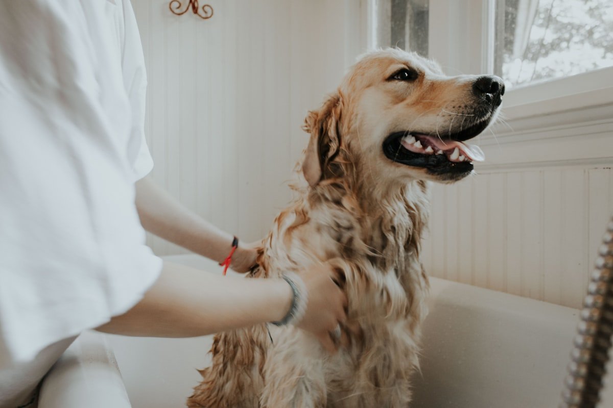 Grooming as an Art Form: The Rise of the Bespoke Canine Spa